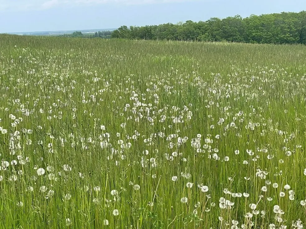 Field of dandelions under clear blue sky.